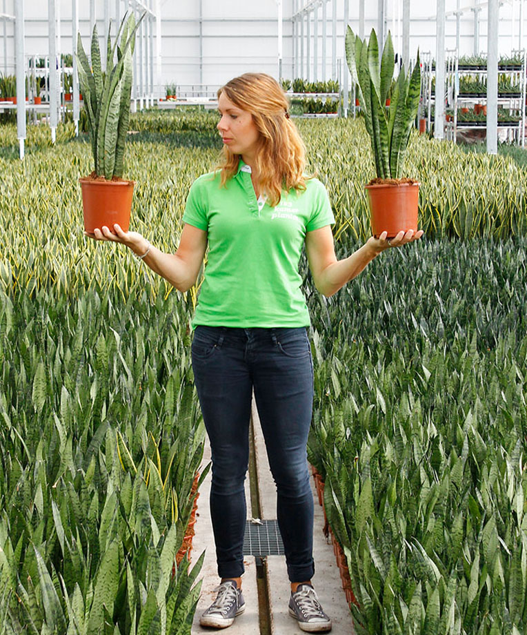 Sansevieria in kwekerij Sansevieria in kwekerij