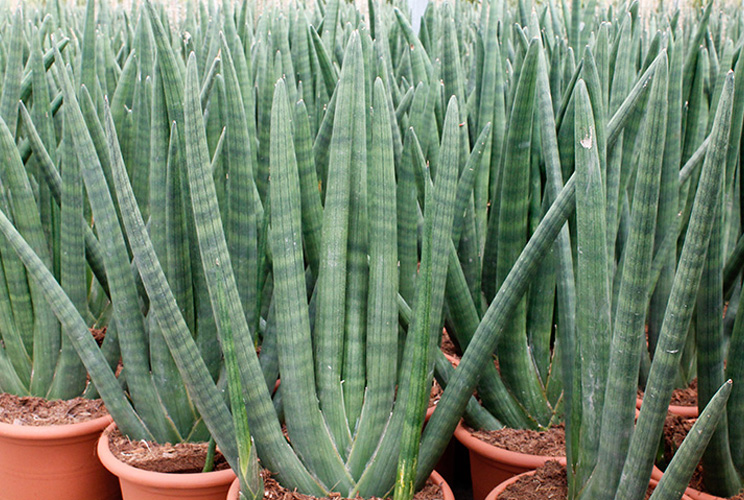 Sansevieria's Sansevieria's