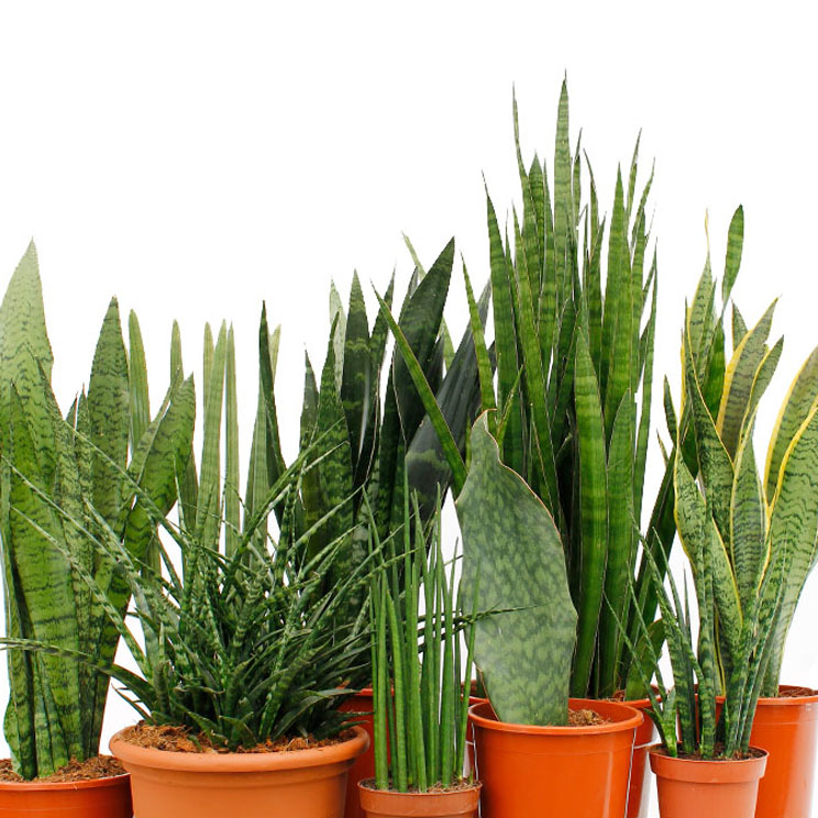 Sansevieria verzorging Sansevieria verzorging