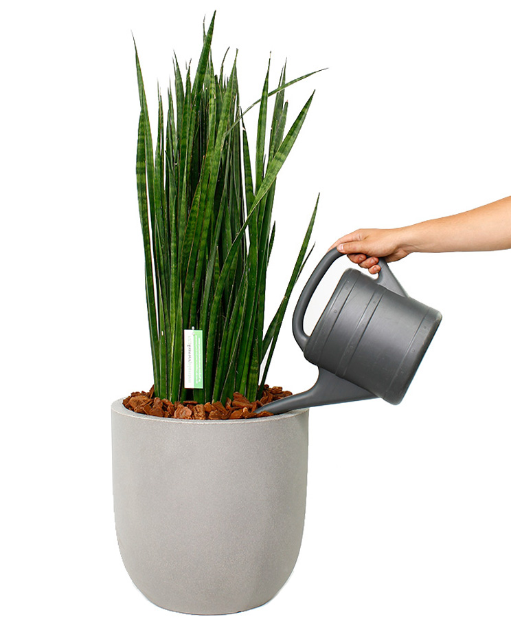 Sansevieria water geven Sansevieria water geven