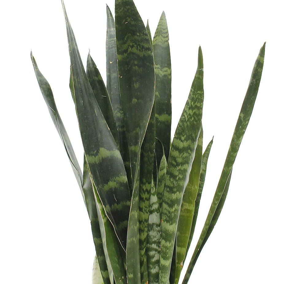 Sansevieria weinig water plant Sansevieria weinig water plant