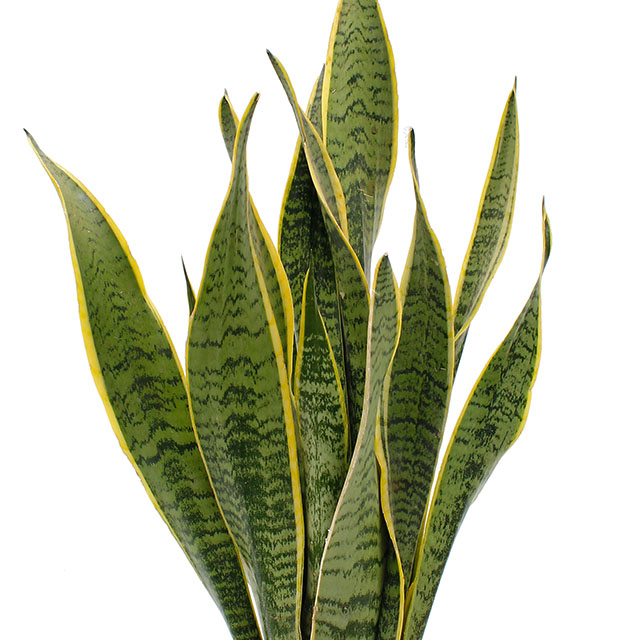 Sansevieria Laurentii kopen