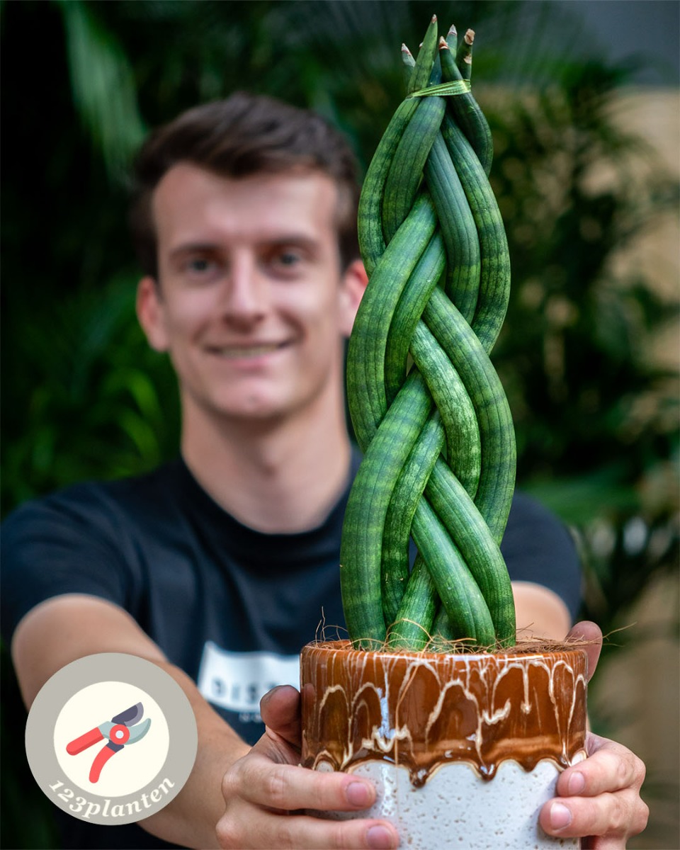 Sansevieria stengel