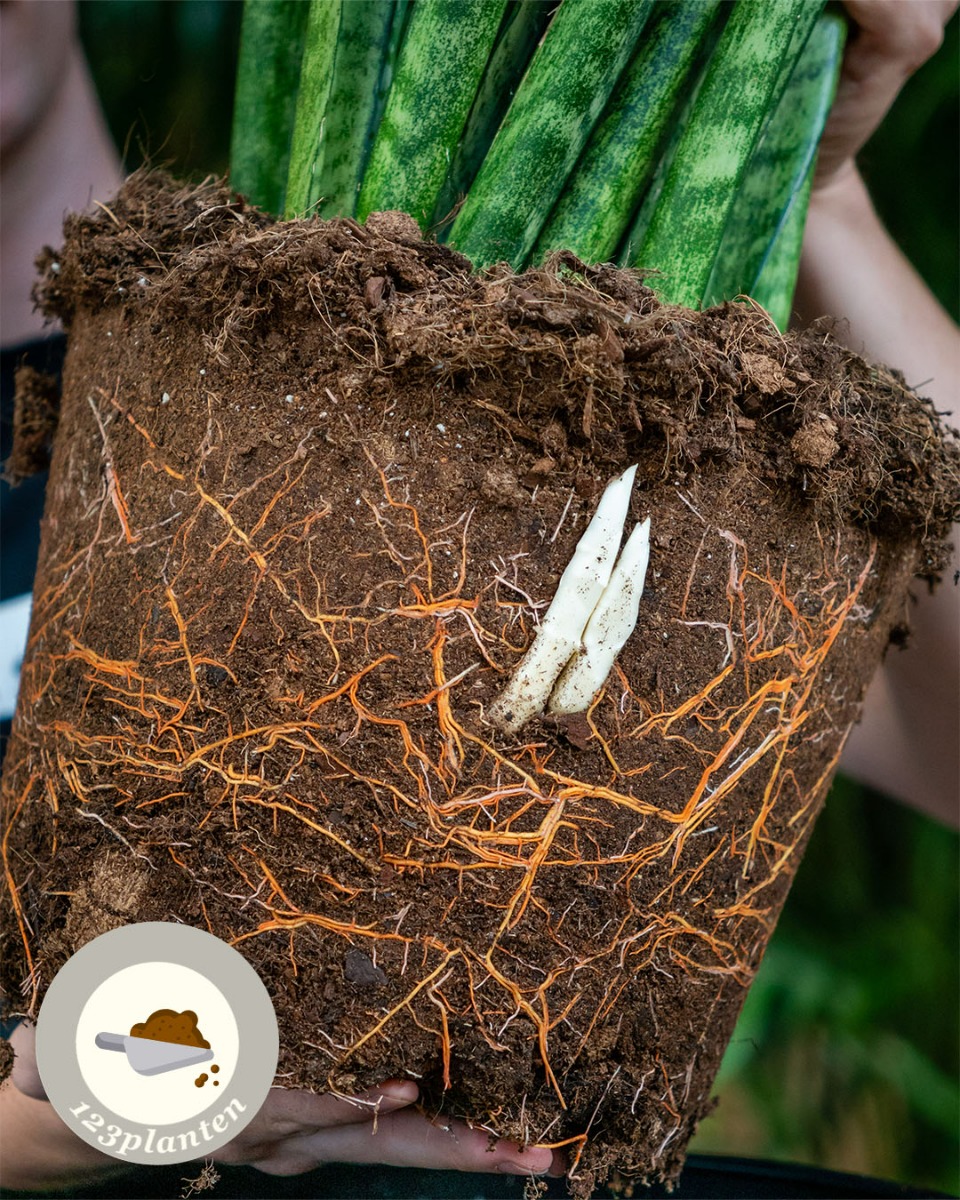 Sansevieria in pot