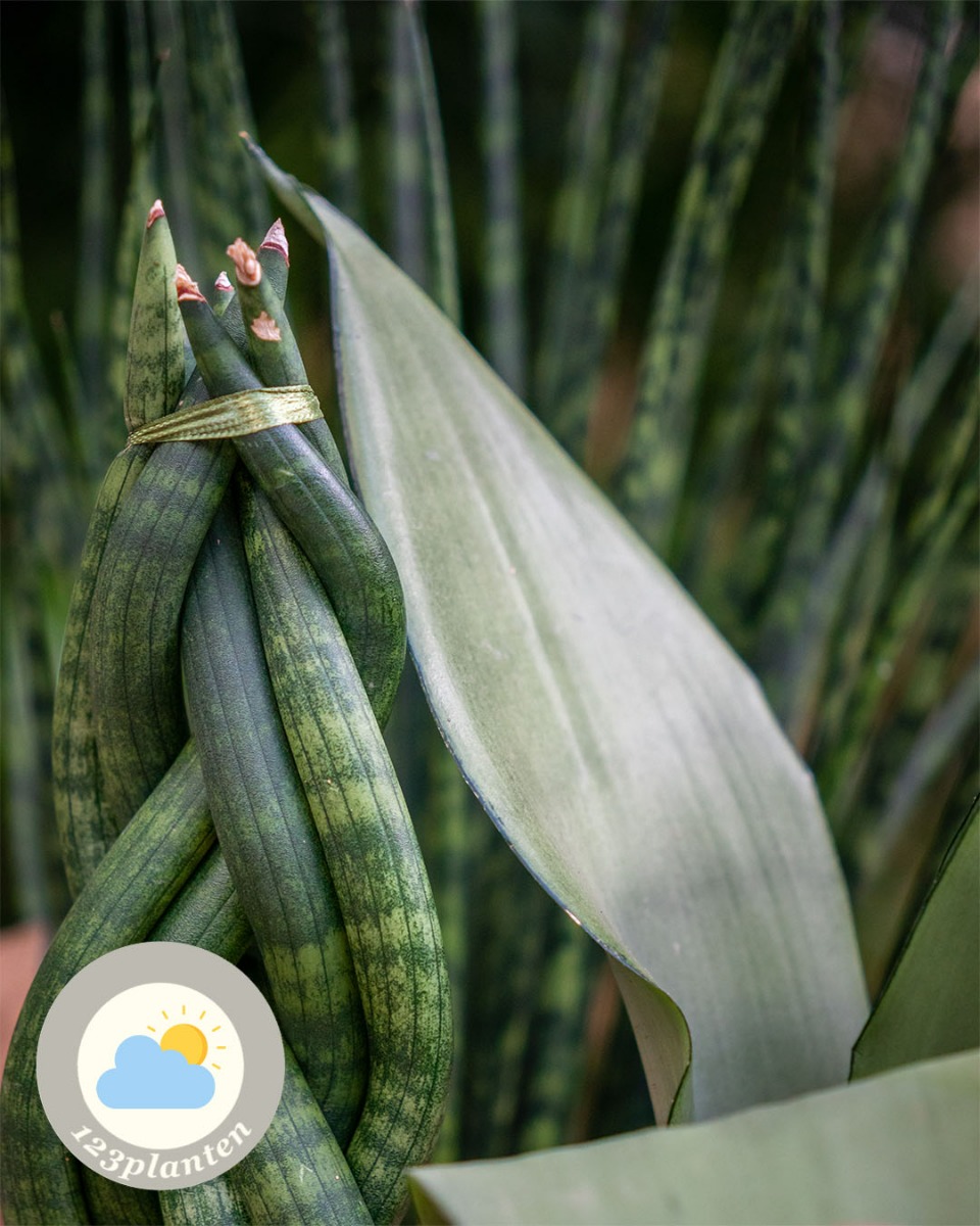 Sansevieria blad