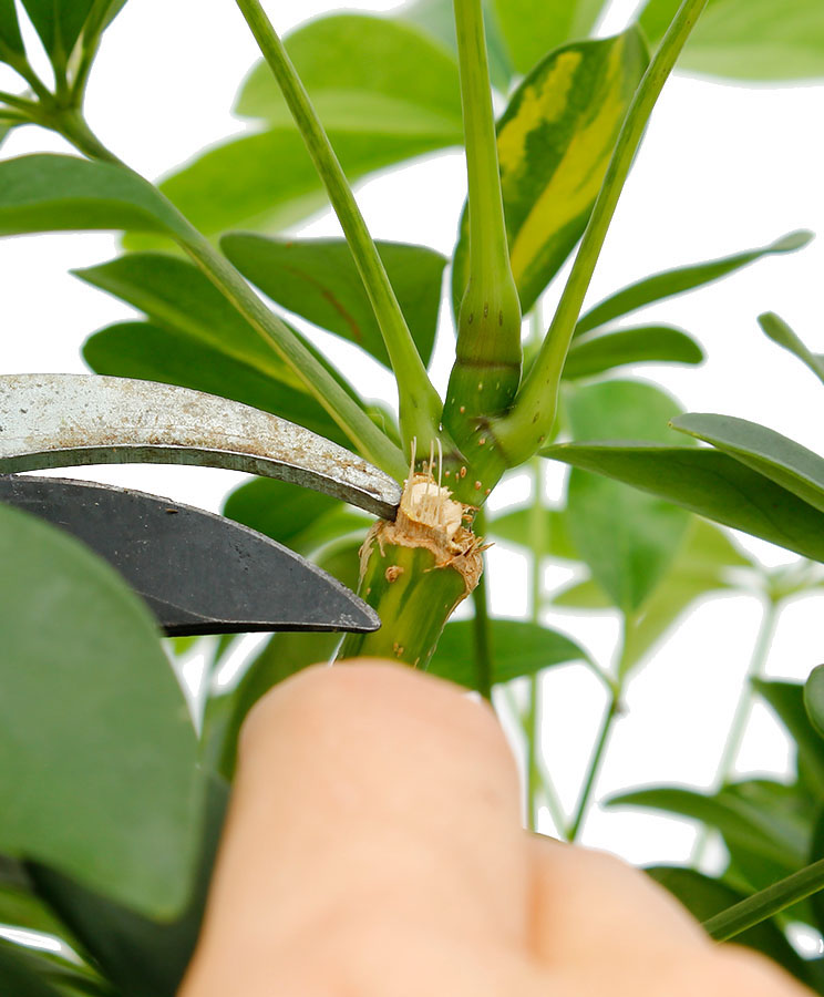 Schefflera snoeien