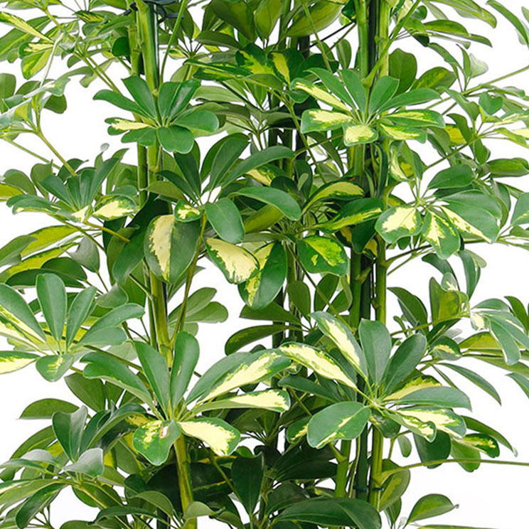 Schefflera verzorging Schefflera verzorging