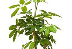 Schefflera Amate Schefflera Amate