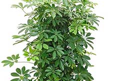 Schefflera Arboricola Schefflera Arboricola