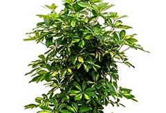 Schefflera Gold Capella Schefflera Gold Capella