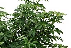 Schefflera Louisiana Schefflera Louisiana