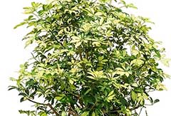 Schefflera Trinette Schefflera Trinette