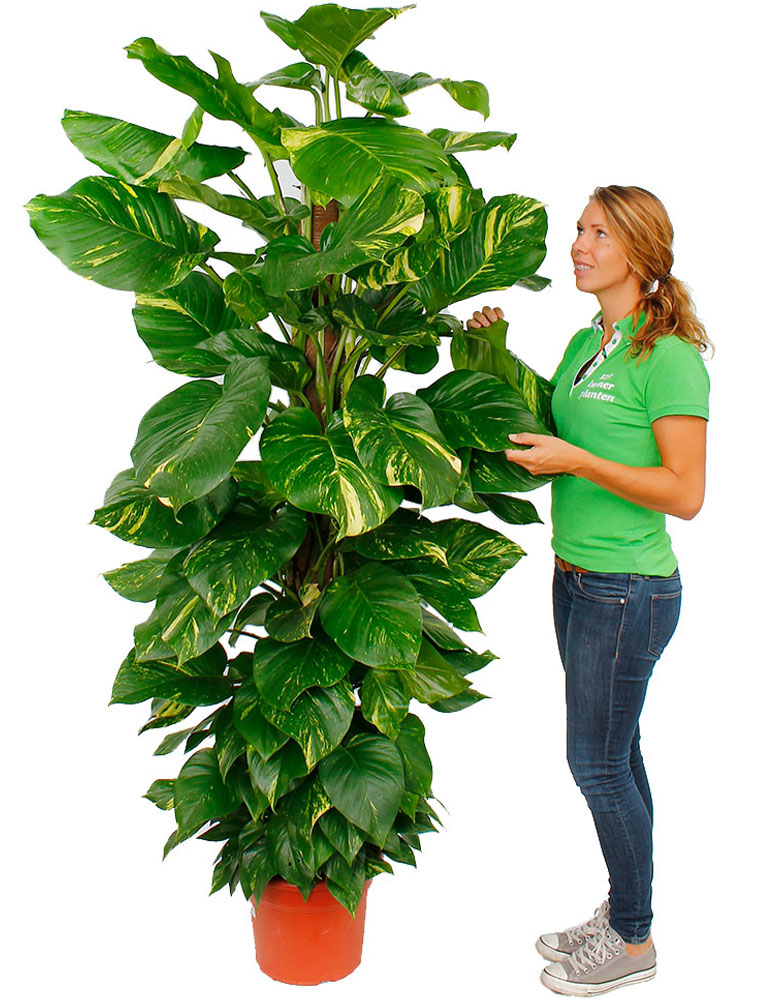 Grote Scindapsus Grote Scindapsus