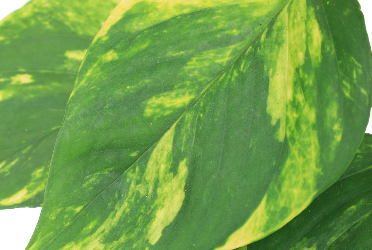 Blad Scindapsus Blad Scindapsus