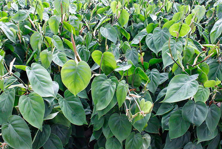 Scindapsus in de kwekerij Scindapsus in de kwekerij