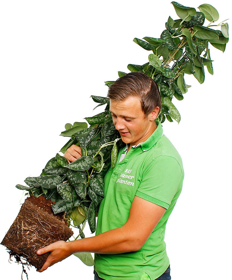 Scindapsus verpotten Scindapsus verpotten