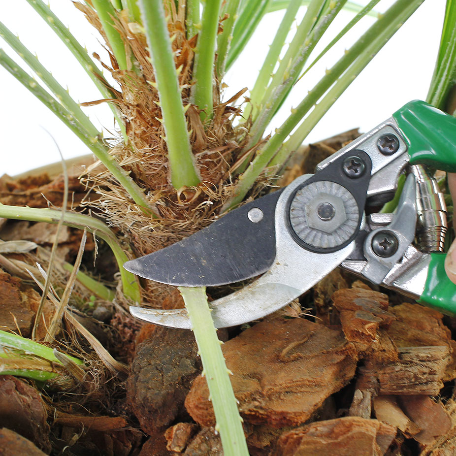 Aralia knippen Aralia knippen