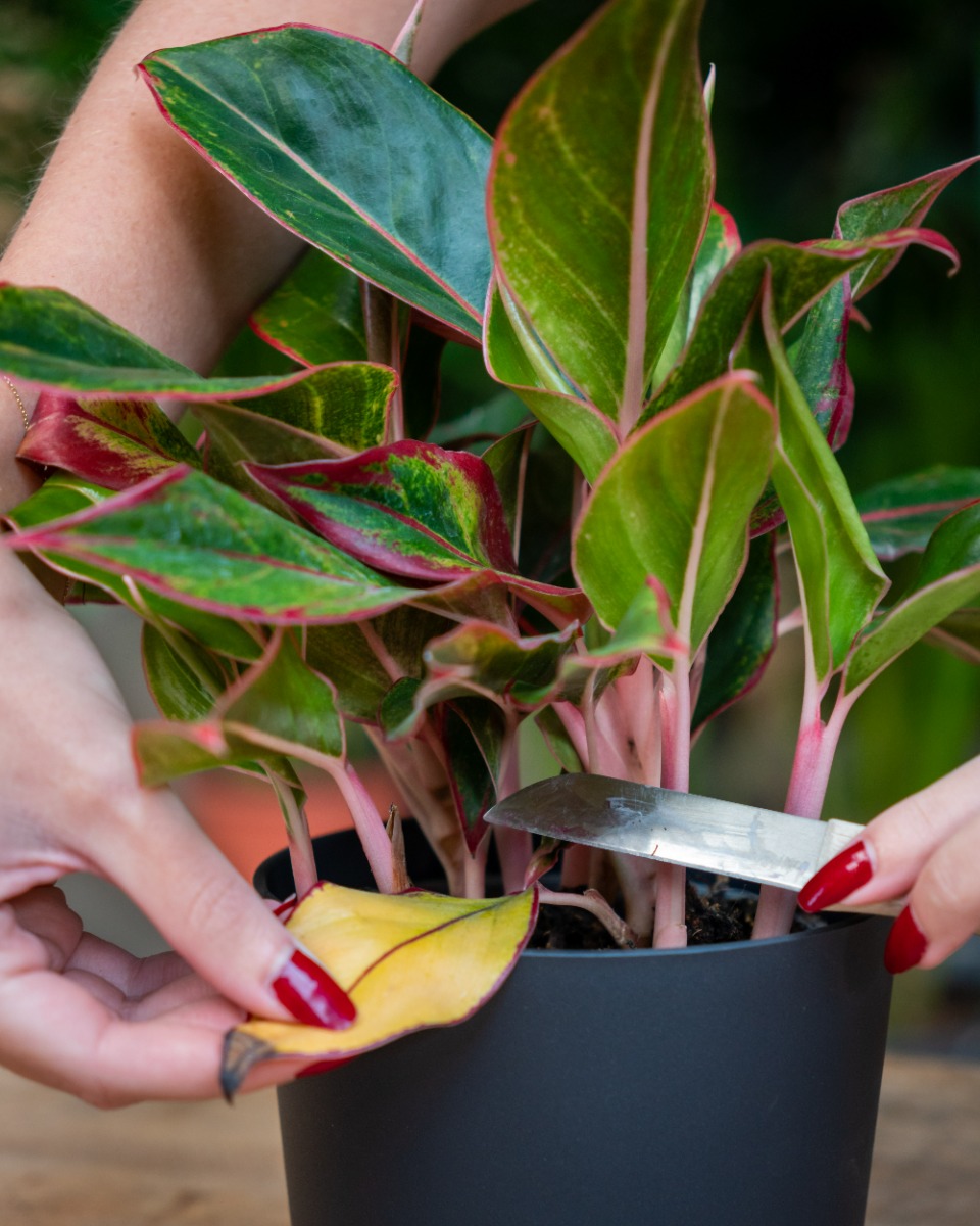 Aglaonema snoeien