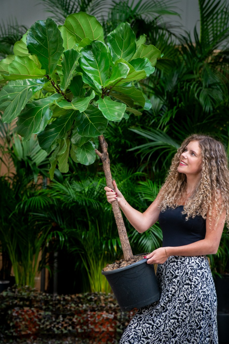 Ficus snoeien