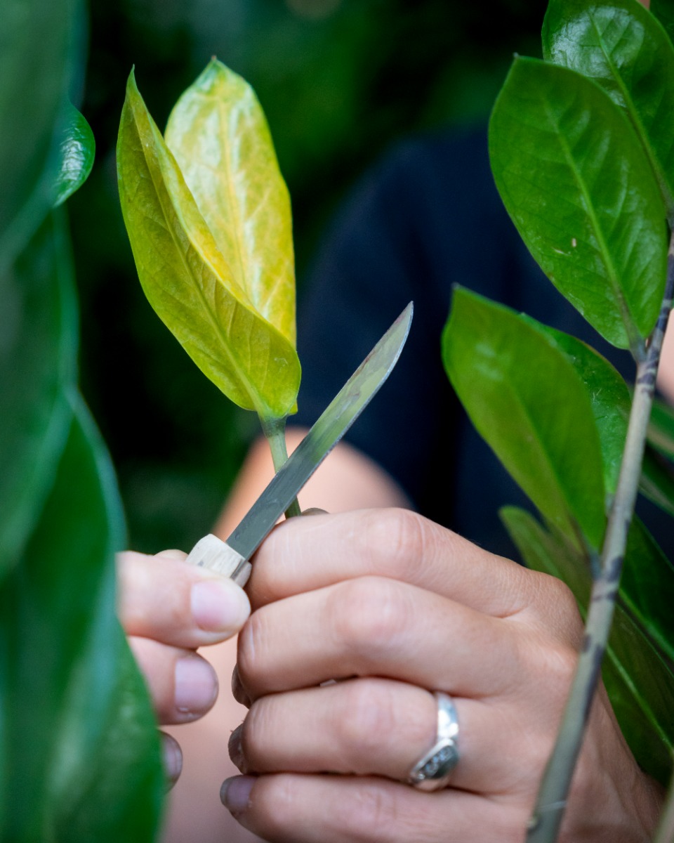 Zamioculcas snoeien