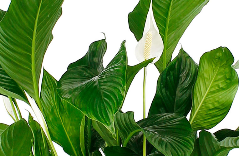 hanger uitdrukking Keuze Spathiphyllum verzorging tips & informatie - 123planten.nl