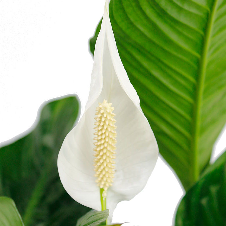 Spathiphyllum bloem Spathiphyllum bloem
