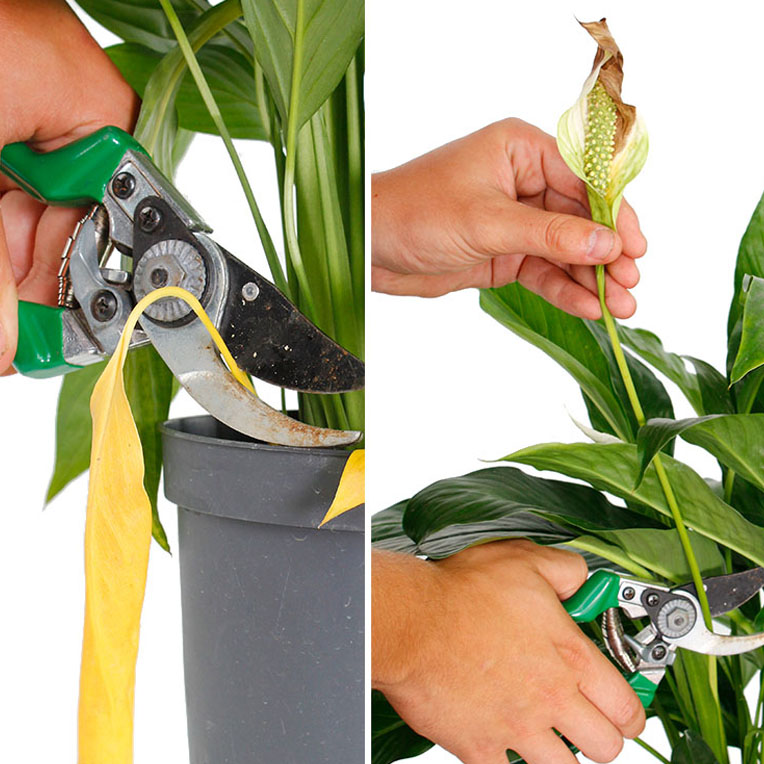 Spathiphyllum snoeien en knippen Spathiphyllum snoeien en knippen