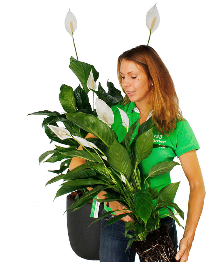 Spathiphyllum verpotten Spathiphyllum verpotten