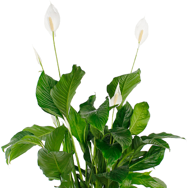 Spathiphyllum verzorging informatie - 123planten.nl