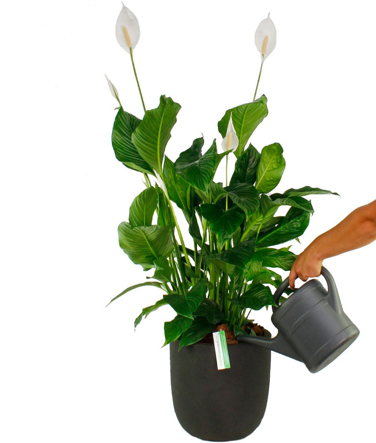 Spathiphyllum water geven Spathiphyllum water geven