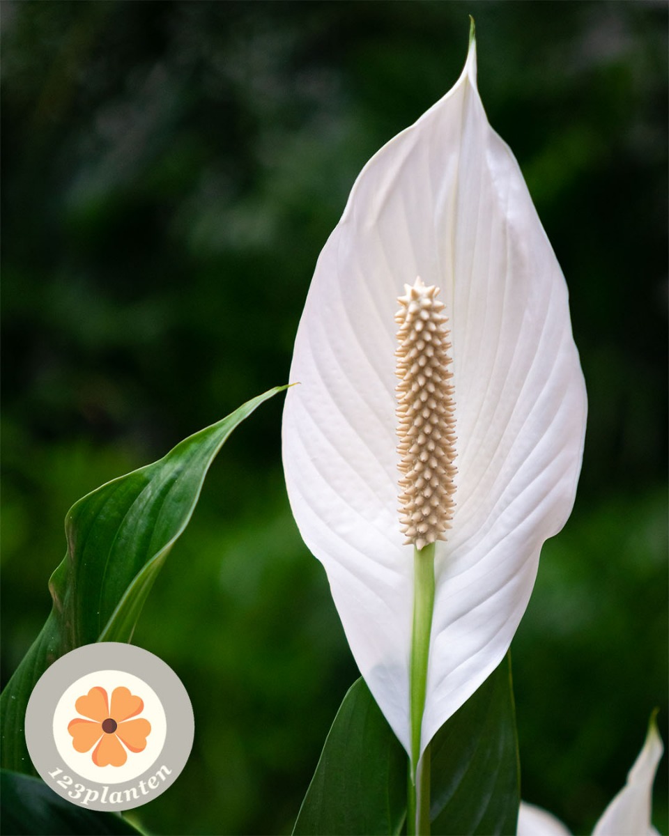 Spathiphyllum in bloei