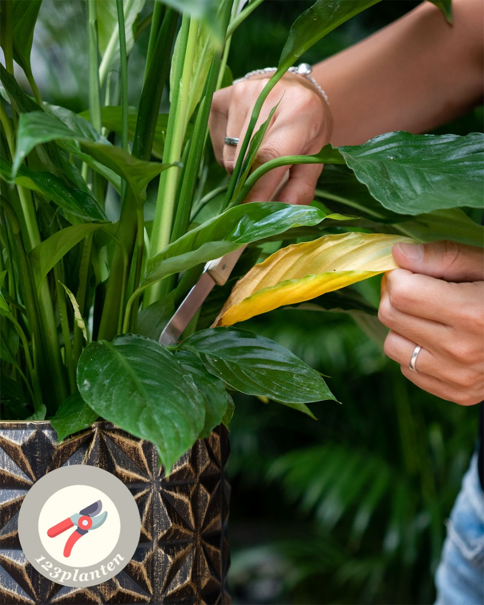 Spathiphyllum snoeien en knippen