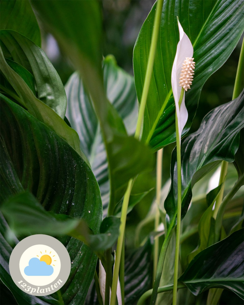 Spathiphyllum bloem