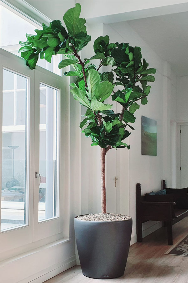 Ficus lyrata voor raam op het zuiden