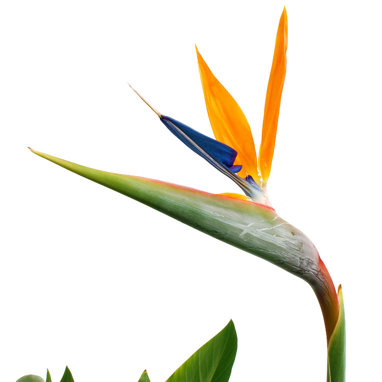 Strelitzia in bloei paradijsvogel bloem Strelitzia in bloei paradijsvogel bloem