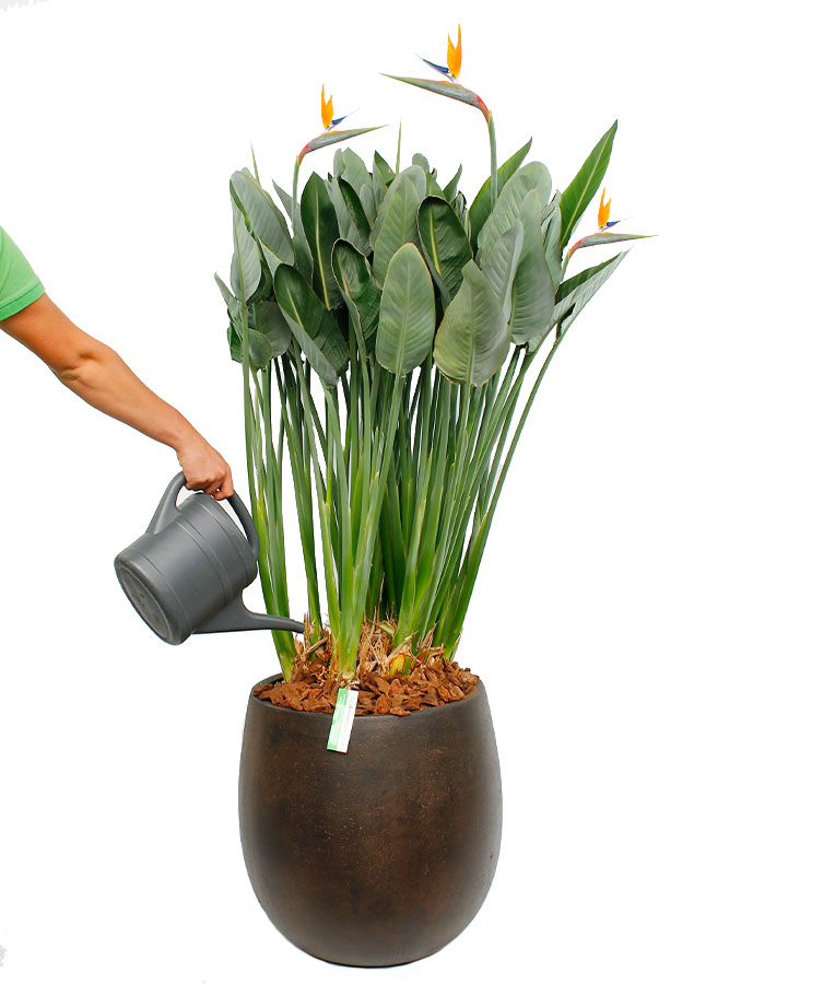 Strelitzia Reginea water geven Strelitzia Reginea water geven