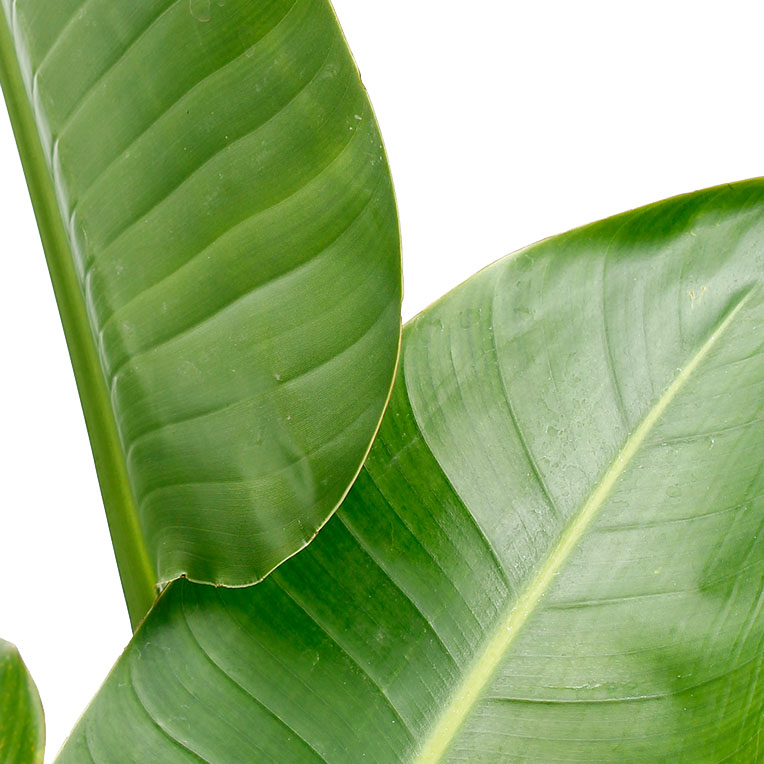 Strelitzia blad Strelitzia blad