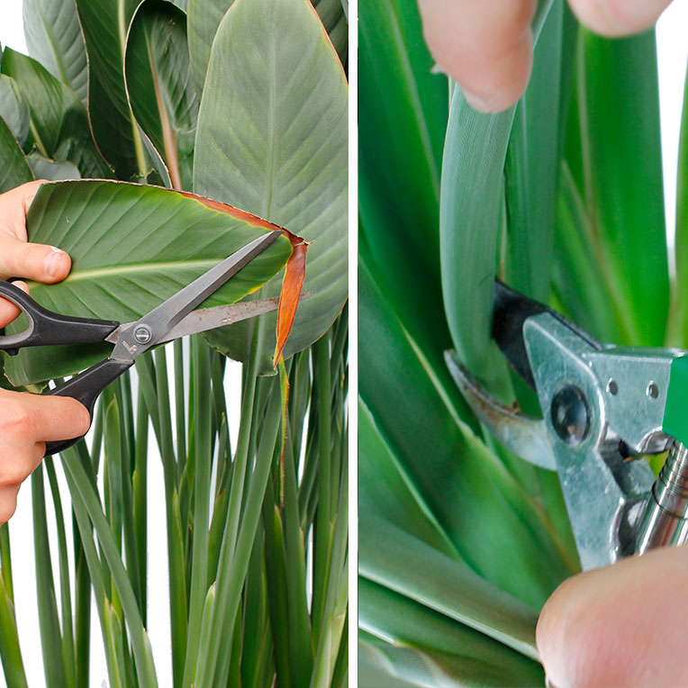 Strelitzia tips & informatie 123planten.nl