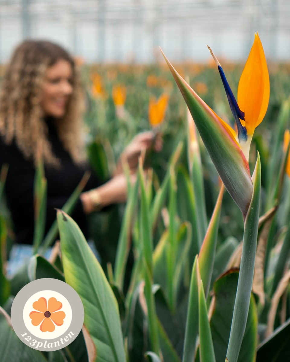 Strelitzia in bloei paradijsvogel bloem 