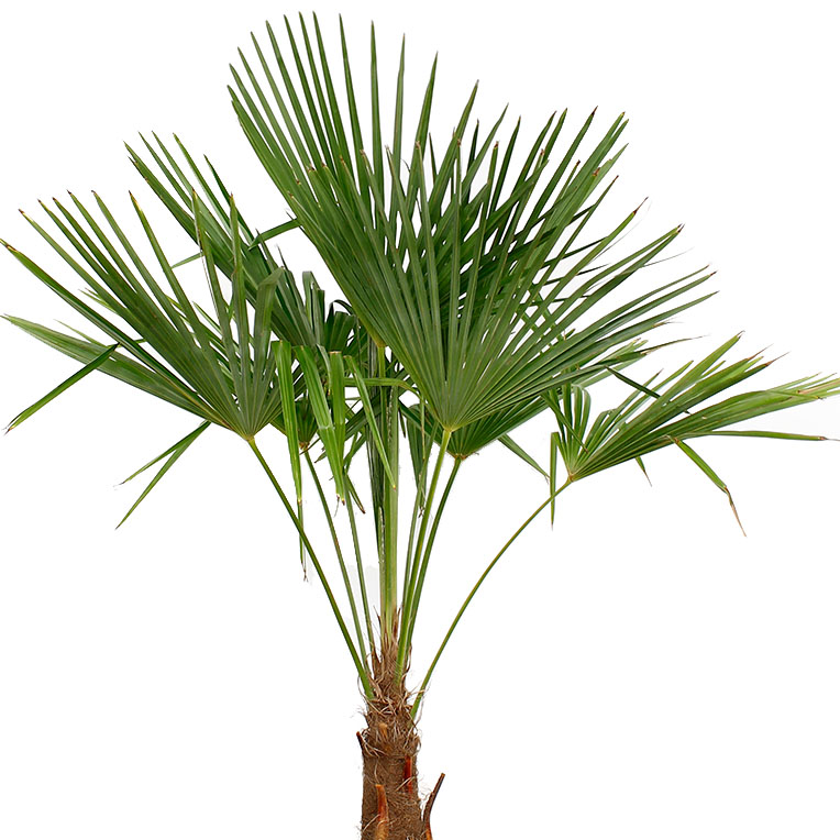 Trachycarpus verzorging Trachycarpus verzorging
