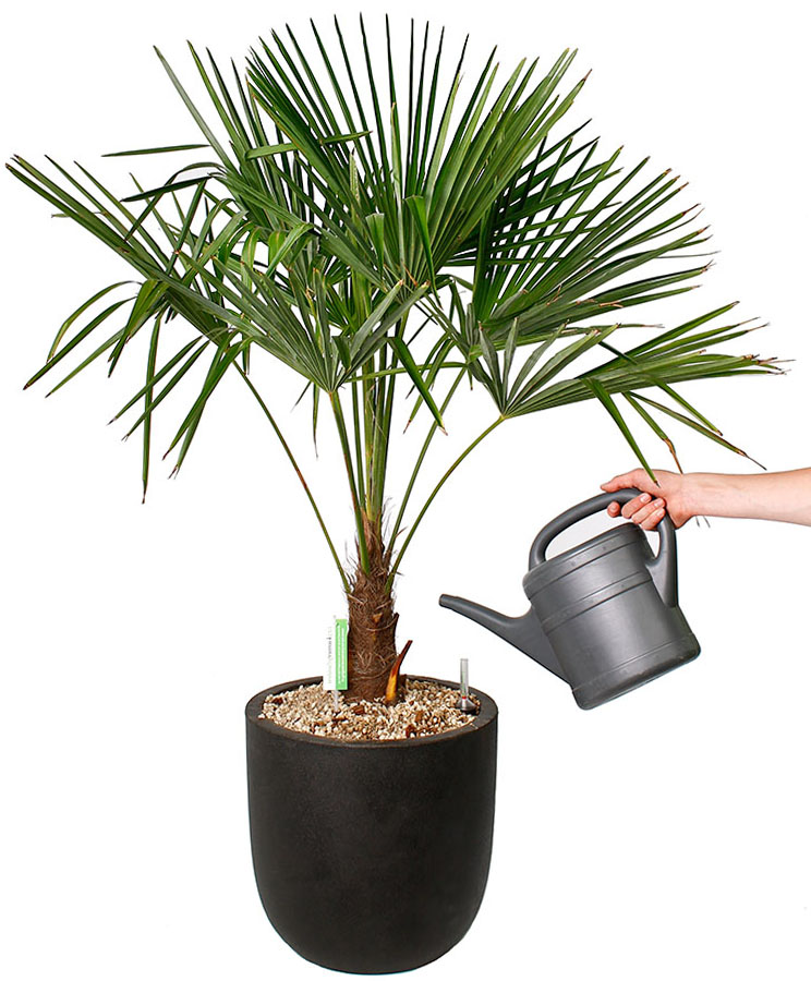 Trachycarpus water geven