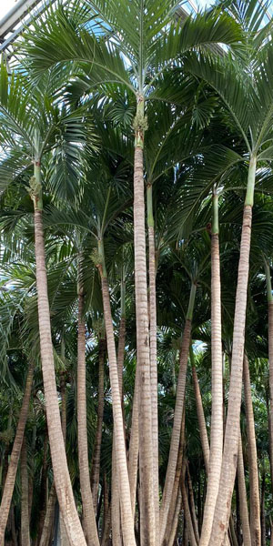 Hoge Veitchia palmen