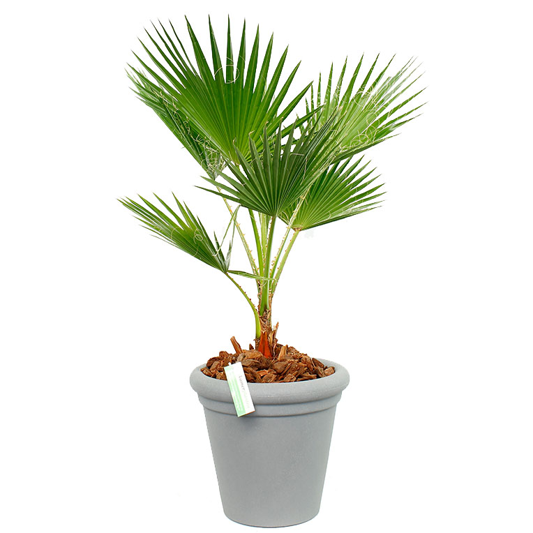 Washingtonia waaierpalm in pot