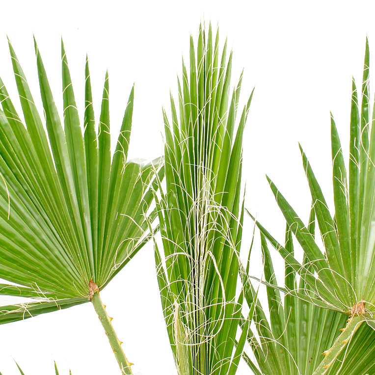 Washingtonia verzorging tips Washingtonia verzorging tips