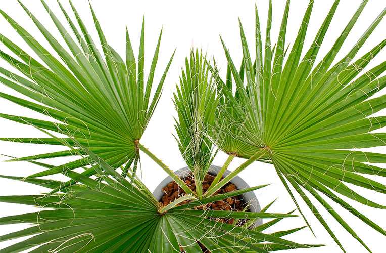 Washingtonia waaierpalm bladeren