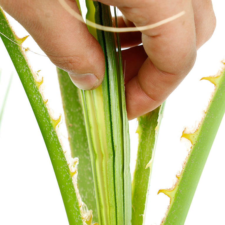 Washingtonia nieuw blad