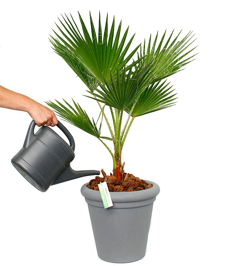 werkgelegenheid enthousiasme Oost Timor Washingtonia verzorging tips & informatie - 123planten.nl