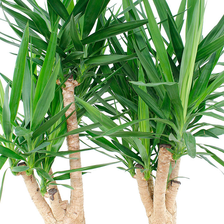 Yucca stammen Yucca stammen