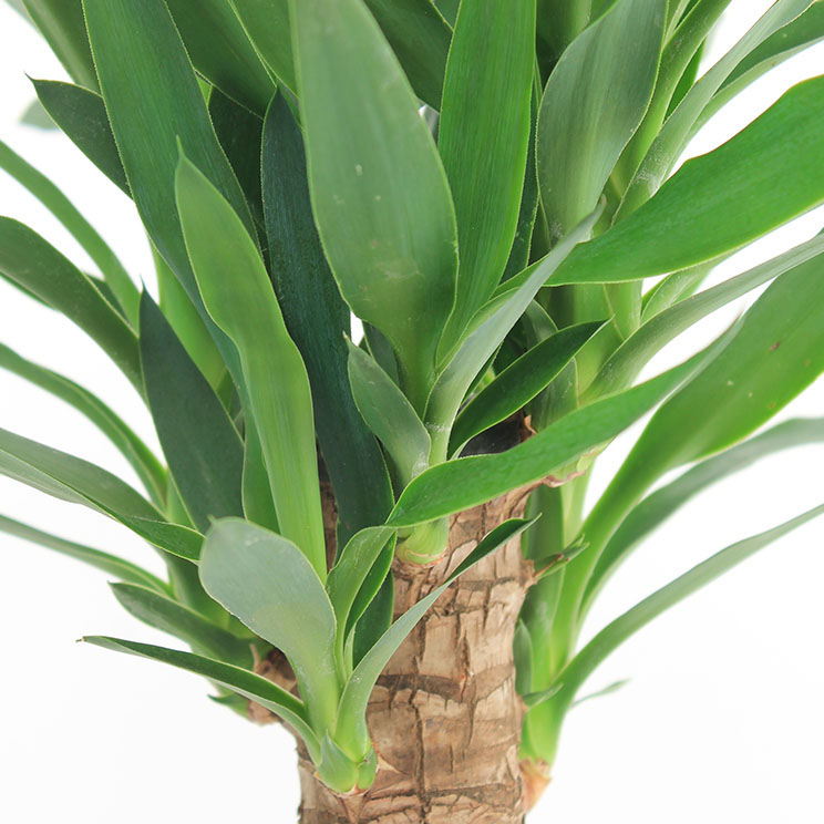 Yucca verzorging Yucca verzorging