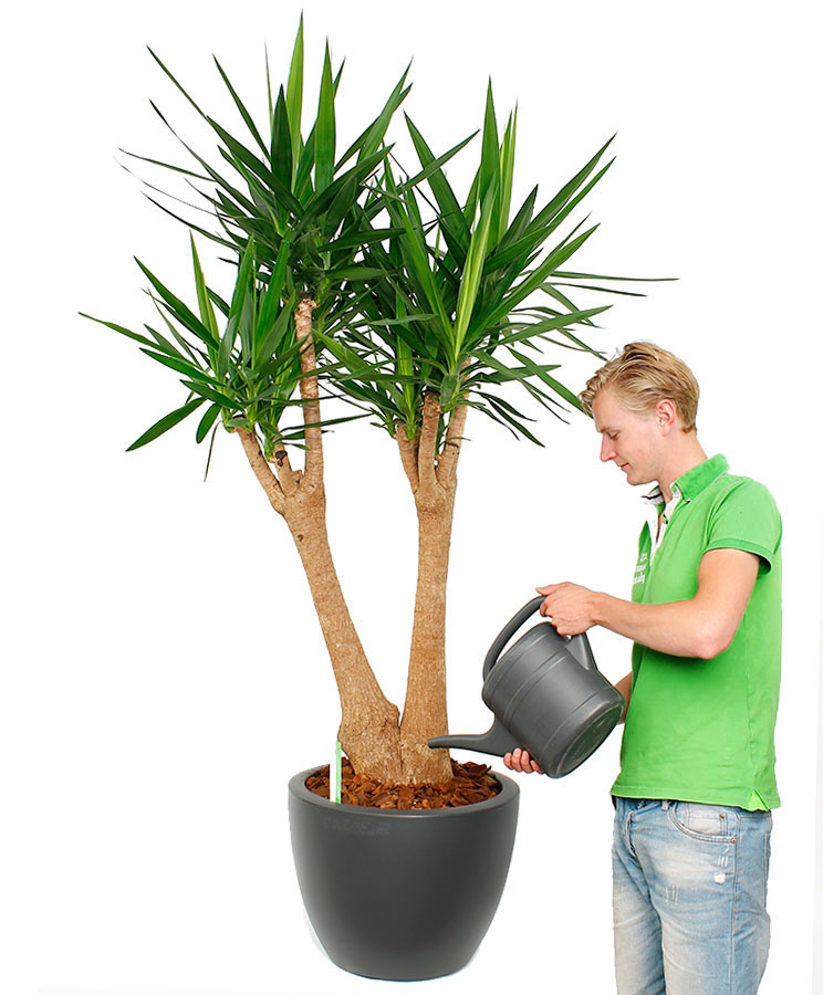 Yucca water geven Yucca water geven